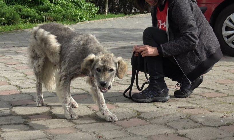 Homeless Dog Runs Toward Us Trying To Ask For Help