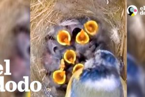 Huevitos del tamaño de una moneda están apunto de abrirse | El Dodo