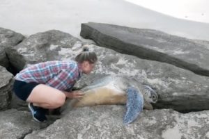 Huge Green Sea Turtle Trapped Between Rocks Rescued