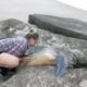 Huge Green Sea Turtle Trapped Between Rocks Rescued