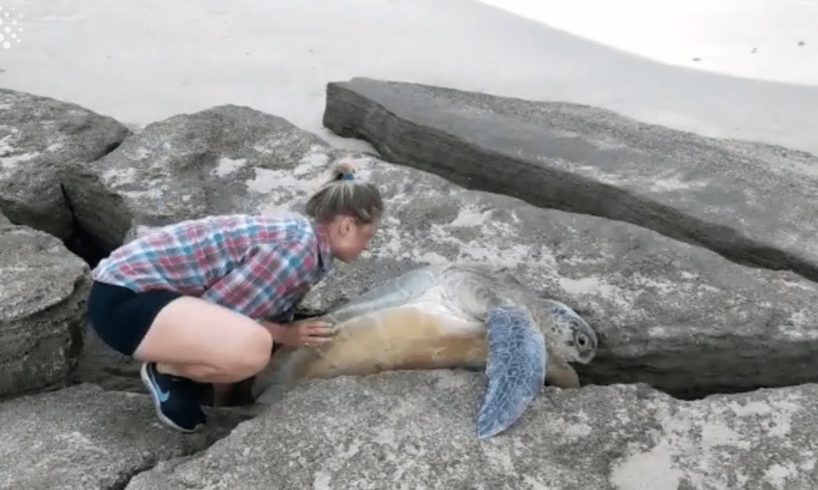Huge Green Sea Turtle Trapped Between Rocks Rescued
