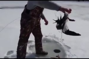 Humans Being Bros Animal Rescue !!! Warning: Heartwarming