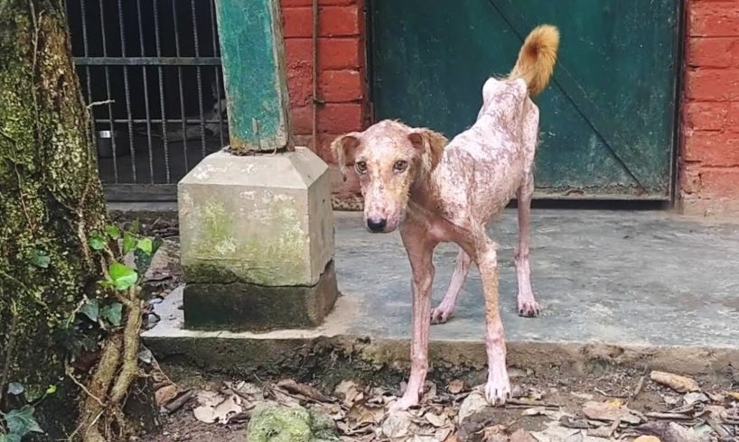 Humans Helping Animals: Rescue Stories (Ep. 02)