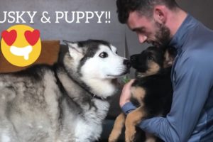 Husky Meets New Puppy!! [THE CUTEST VIDEO EVER!]