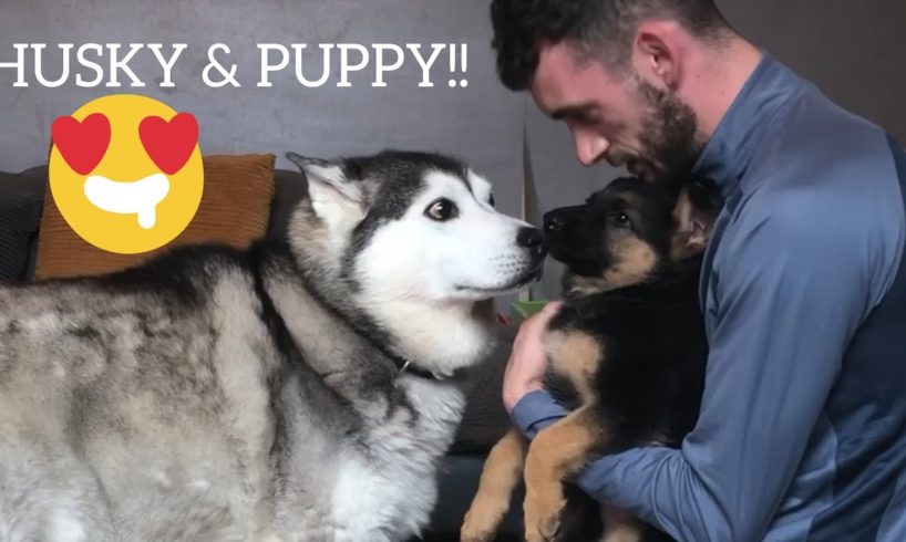 Husky Meets New Puppy!! [THE CUTEST VIDEO EVER!]