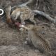 Hyena and Leopard Share a Meal—Before a Surprise Upsets Truce | Nat Geo Wild