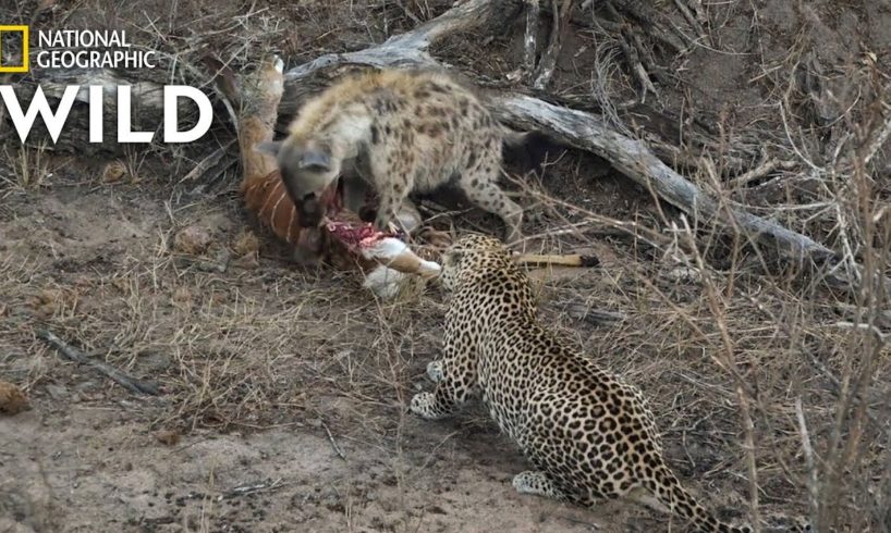 Hyena and Leopard Share a Meal—Before a Surprise Upsets Truce | Nat Geo Wild