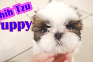 I wanna cry, it's too cute!!! I just love Shih Tzu puppies!!!