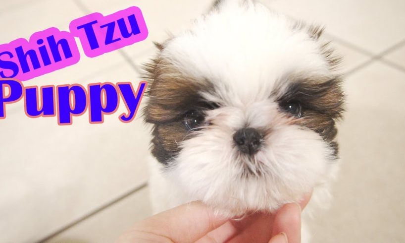 I wanna cry, it's too cute!!! I just love Shih Tzu puppies!!!