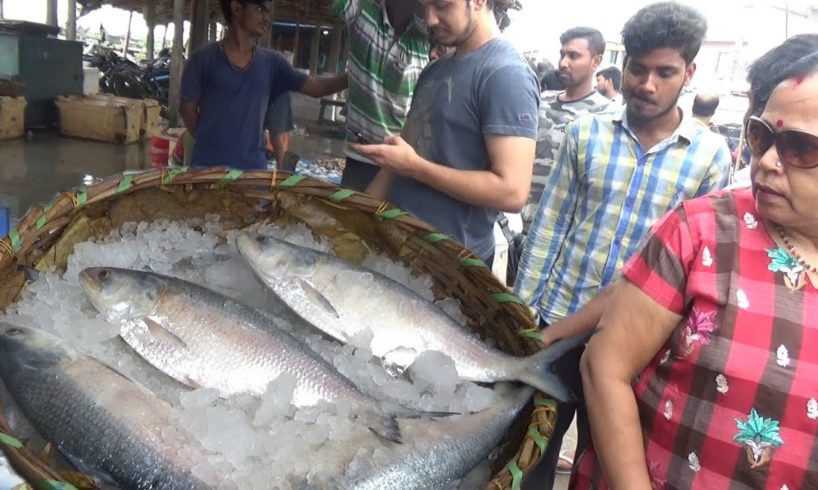 Indian Ilish Fish Lover | 2 Kg Size Big Hilsa Fish Digha Mohana | Best Tasty Fish India