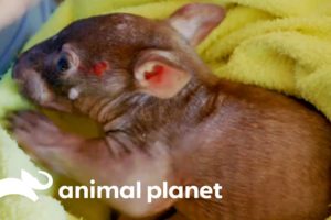 Injured Baby Wombat Needs Nursing Back To Health | Dodo Heroes