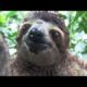 Inside a Baby Sloth Orphanage and Rescue Center | National Geographic