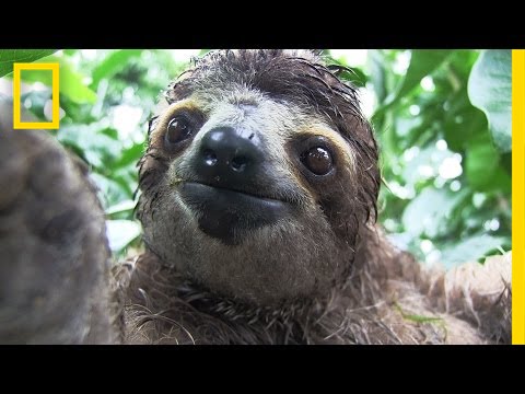 Inside a Baby Sloth Orphanage and Rescue Center | National Geographic