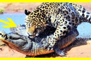 JAGUAR ATTACKS AND KILLS CROCODILE-Amazing Wild Animal Fights to The Death