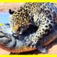 JAGUAR ATTACKS AND KILLS CROCODILE-Amazing Wild Animal Fights to The Death