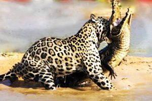 Jaguar Attacks Crocodile-National Geographic Wild Animals Fights Documentary