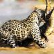 Jaguar Attacks Crocodile-National Geographic Wild Animals Fights Documentary
