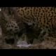 Jaguar mother and cubs in the wild -BBC Animals