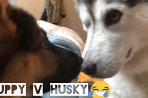 Jealous Husky Refuses To Let Puppy Cuddle Her Owner! [WITH FUNNY ARGUMENT]