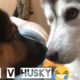 Jealous Husky Refuses To Let Puppy Cuddle Her Owner! [WITH FUNNY ARGUMENT]