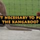 Kangaroo Fights!  Boxing Kangaroos & Viral Videos!