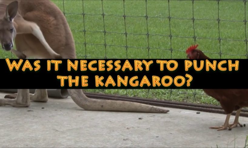 Kangaroo Fights!  Boxing Kangaroos & Viral Videos!