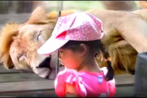 Kids and wild animals At The Mountain Zoo: Fun Lion and Elephant with kids