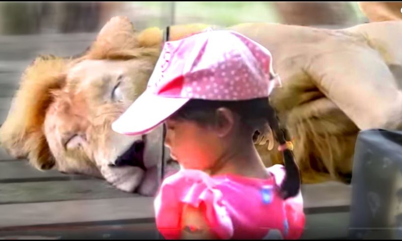 Kids and wild animals At The Mountain Zoo: Fun Lion and Elephant with kids