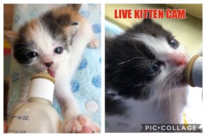 Kitkat Playroom LIVE: 4 Bottle Baby Kittens - The TTs