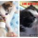 Kitkat Playroom LIVE: 4 Bottle Baby Kittens - The TTs