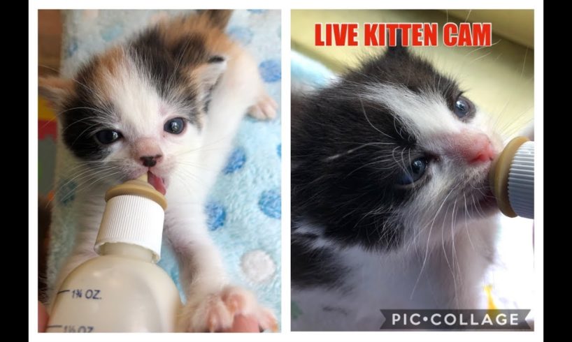 Kitkat Playroom LIVE: 4 Bottle Baby Kittens - The TTs