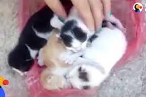 Kittens Abandoned in Trash Rescued Just in Time | The Dodo