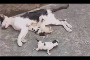 Kittens not leaving side of its dead mother. Kittens Rescued! (Emotional Animal Rescue) #2019