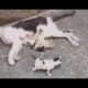 Kittens not leaving side of its dead mother. Kittens Rescued! (Emotional Animal Rescue) #2019