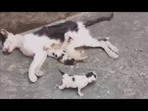 Kittens not leaving side of its dead mother. Kittens Rescued! (Emotional Animal Rescue) #2019