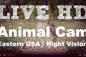 LIVE Animal Cam - Watch Wildlife 24/7 (*Night Vision*) - ??