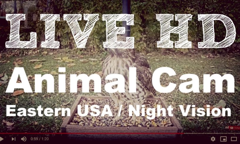 LIVE Animal Cam - Watch Wildlife 24/7 (*Night Vision*) - ??