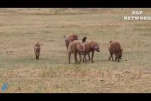 [LIVE] Top 50 Wild Animals Ultimate Fights | Let's Explore the Animal Planet //9 August 2019