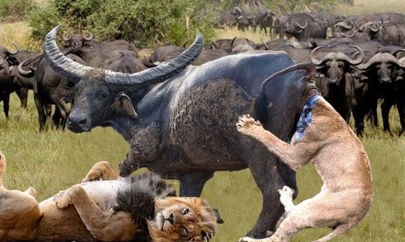 [LIVE] Ultimate Fight To Steals Food of Animals - Craziest Wild Animals Fight