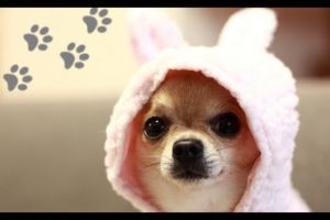 LOVELY Chihuahuas Being SO CUTE! - ADORABLE Little Dogs and PUPPIES Videos Vines Compilation 2017