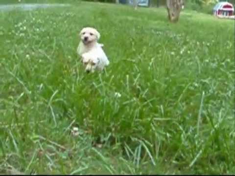 Lab puppies running towards the camera! SO CUTE!!!!!