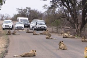 Largest Lion Pride Ever Blocking Road In Kruger Park