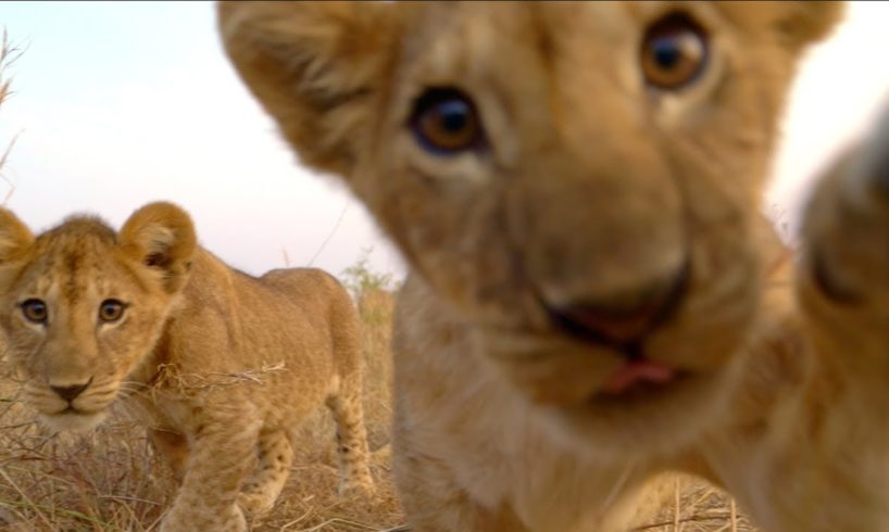 Lion Cubs Play With Spy Cam | Serengeti: Behind The Scenes | BBC Earth