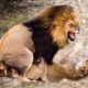 Lion M ating Game And Playing Around The World