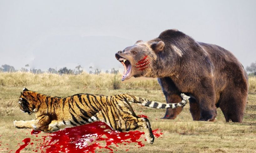 Lion VS Best animals fights  with wild 2016 animals lion tiger bear attack animal fight