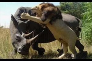 Lion vs Rhino  - Buffalo vs Rhino -  Real Fight Wild Animal Attacks