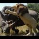 Lion vs Rhino  - Buffalo vs Rhino -  Real Fight Wild Animal Attacks