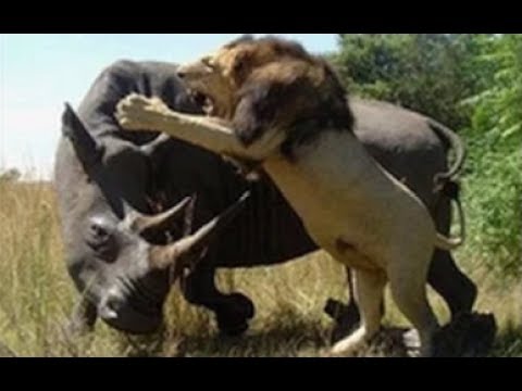 Lion vs Rhino  - Buffalo vs Rhino -  Real Fight Wild Animal Attacks