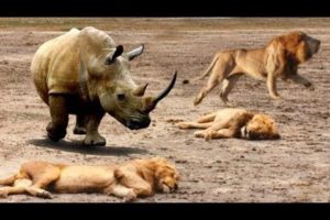 Lion vs Rhino ► Buffalo vs Rhino ► Real Fight !! Craziest Animal Fights || Wildlife Compilation