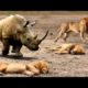 Lion vs Rhino ► Buffalo vs Rhino ► Real Fight !! Craziest Animal Fights || Wildlife Compilation